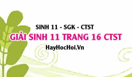 Giải Sinh 11 trang 16 Chân trời sáng tạo SGK